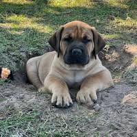 850 Boerboels of Northwest Florida profile photo