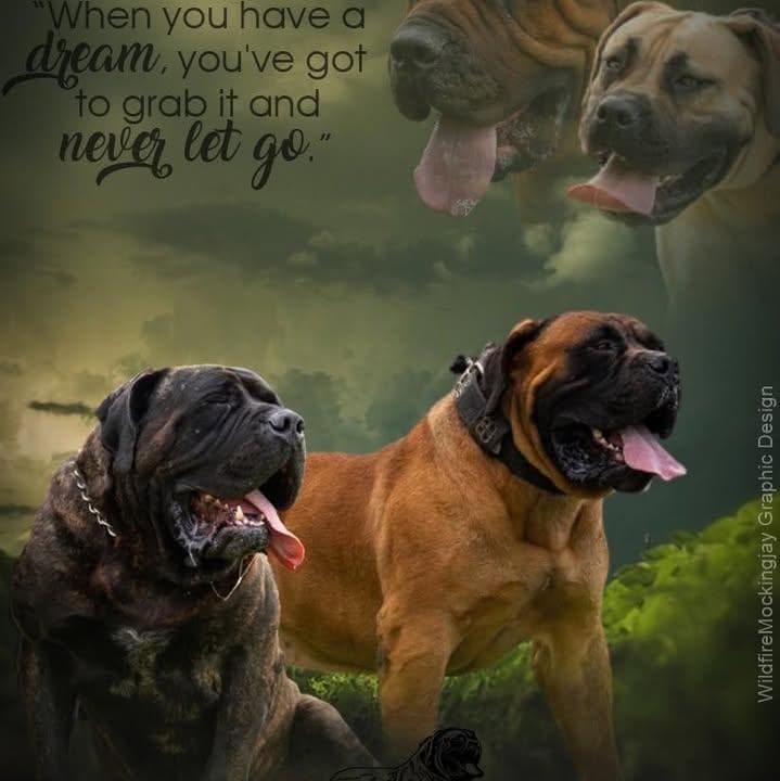 Aisha Boerboels profile photo