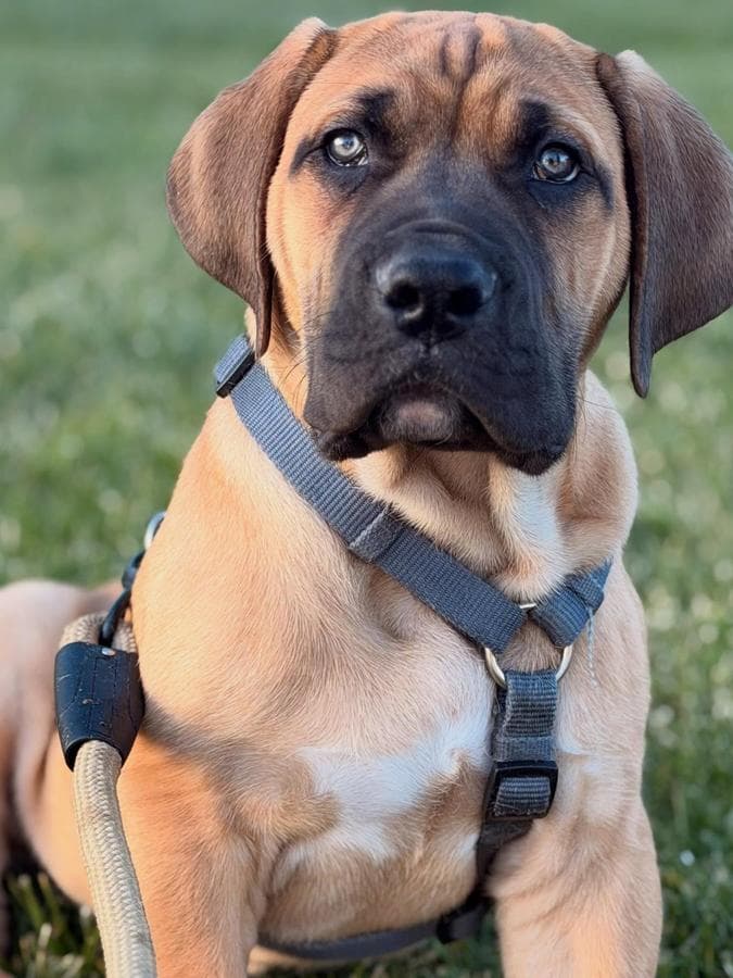 Authentic Boerboels profile photo
