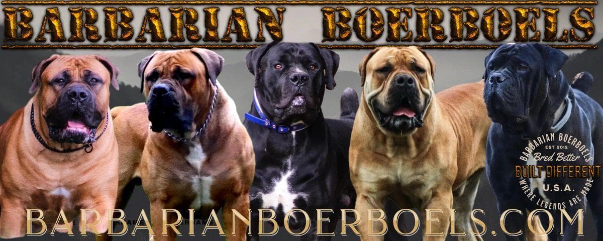 Barbarian Boerboels profile photo