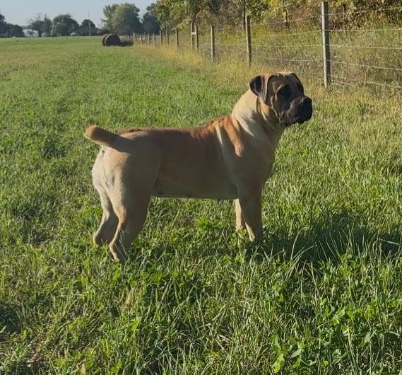 Black Iron Boerboels LLC profile photo
