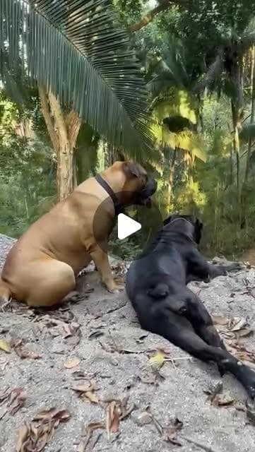 Boerboel Dogs Mexico profile photo