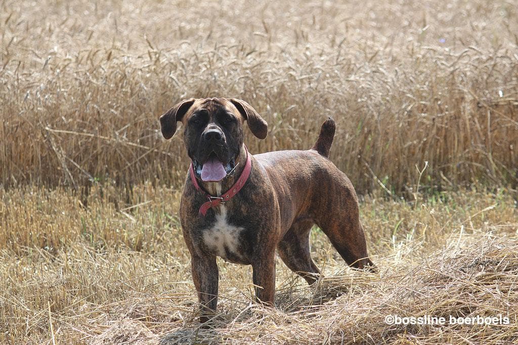 Bossline Kennel profile photo