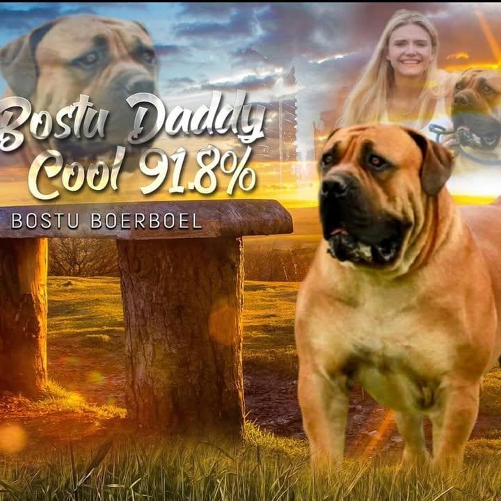 Bostu Boerboels profile photo