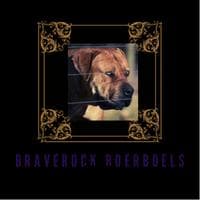 Braverock Boerboels profile photo