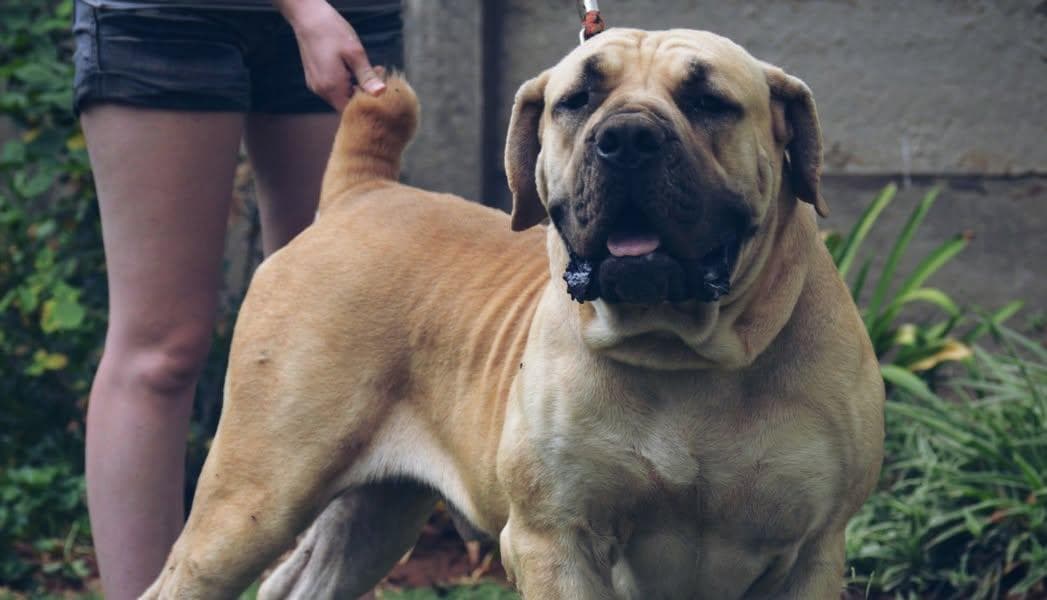 Breker Boerboele profile photo