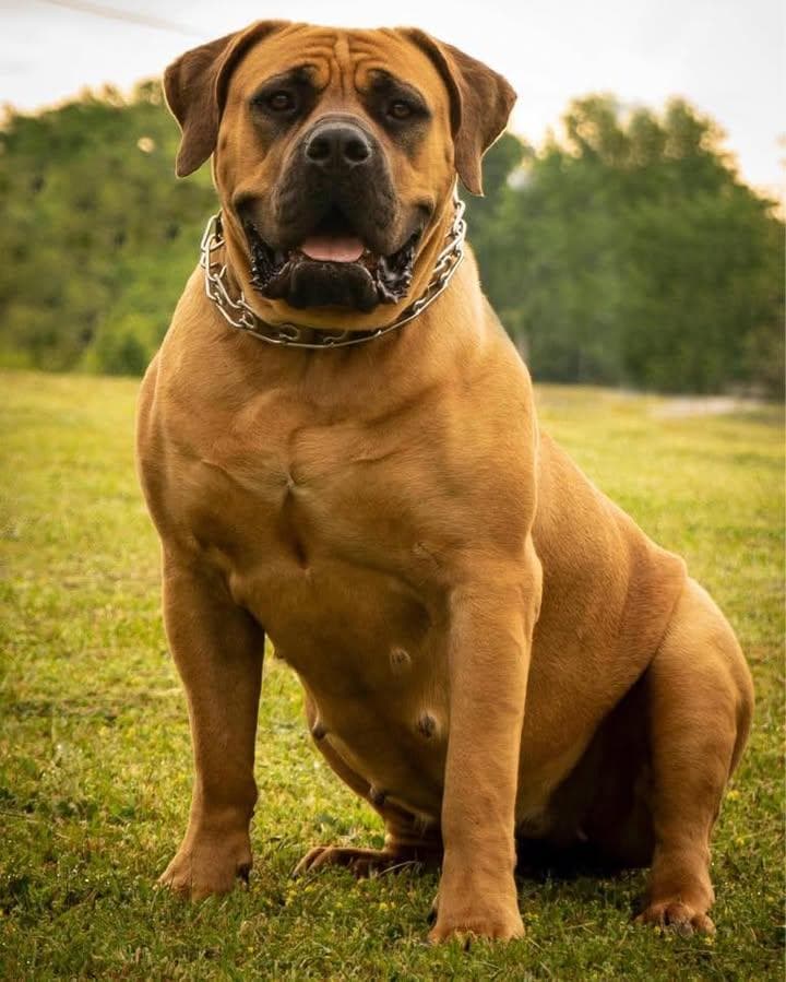 Brickhouse Boerboels profile photo