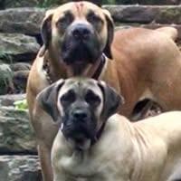 Brownlees Boerboels profile photo