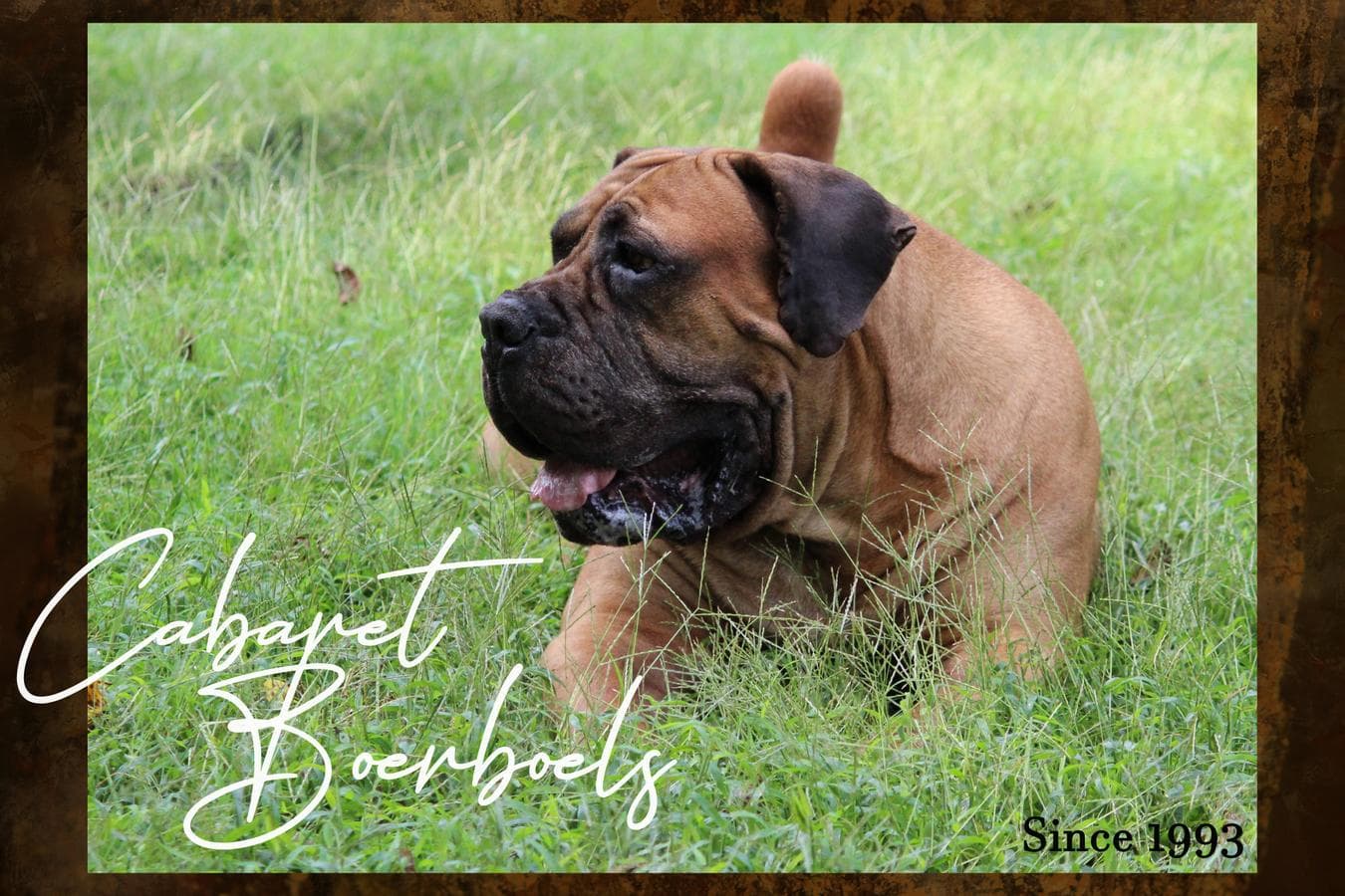 Cabaret Boerboels profile photo