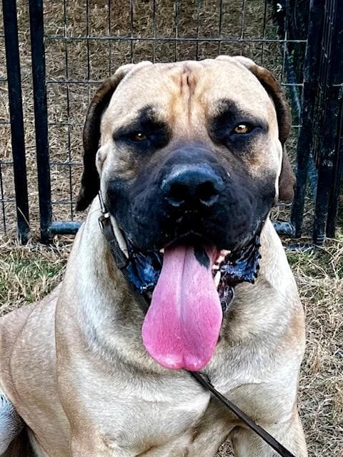 Camp Benning Boerboels profile photo