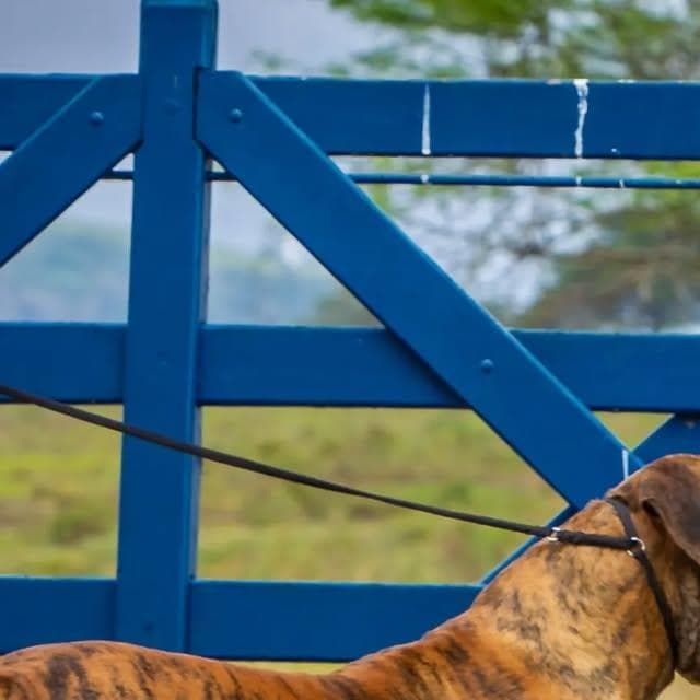 Canil Spiovanti Boerboel profile photo