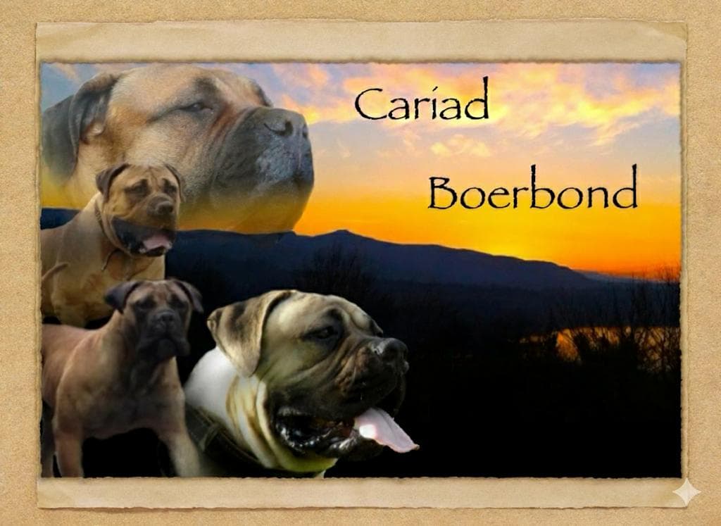 Cariad Boerboels profile photo