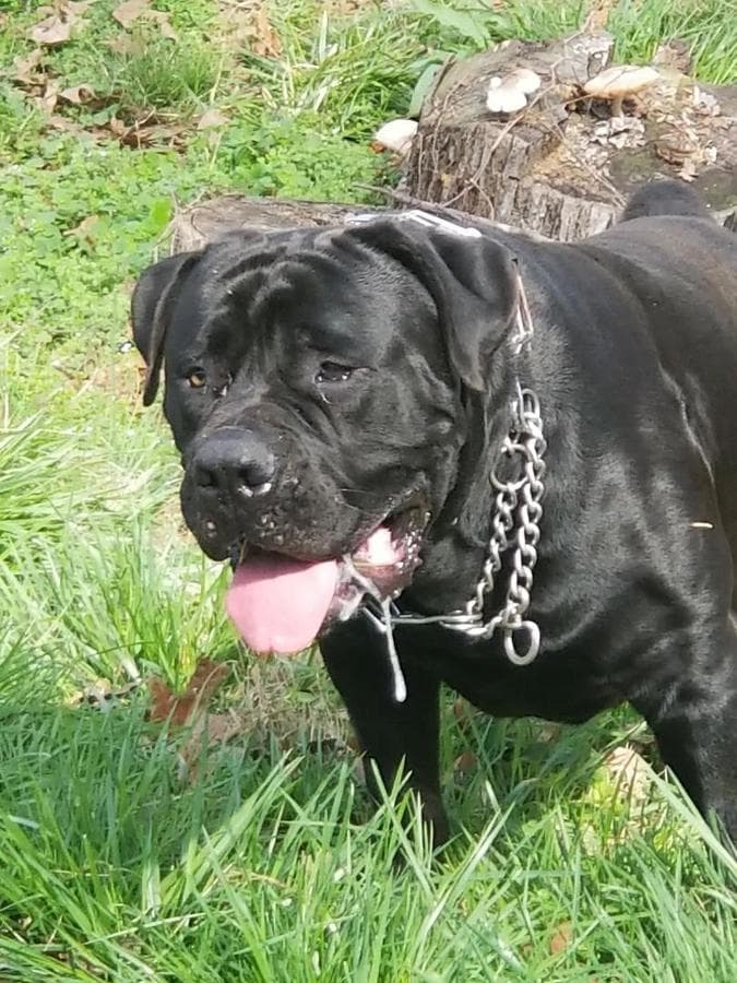 Carolina Boerboel profile photo