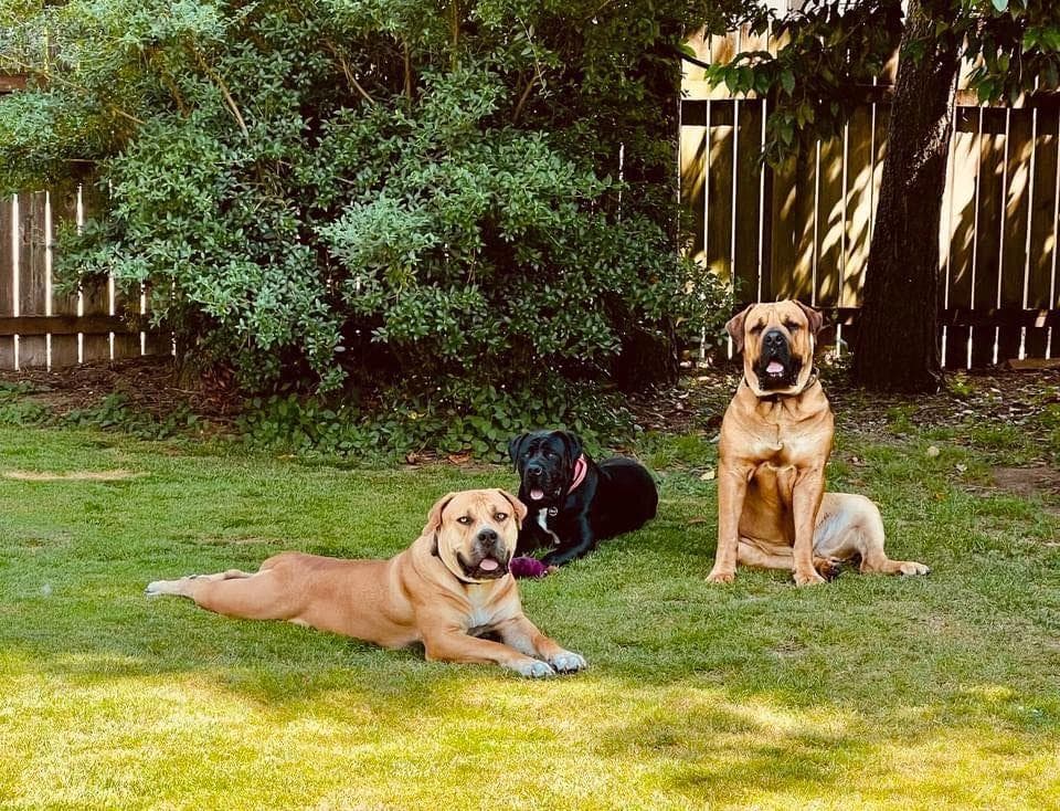 Cascade Boerboels profile photo