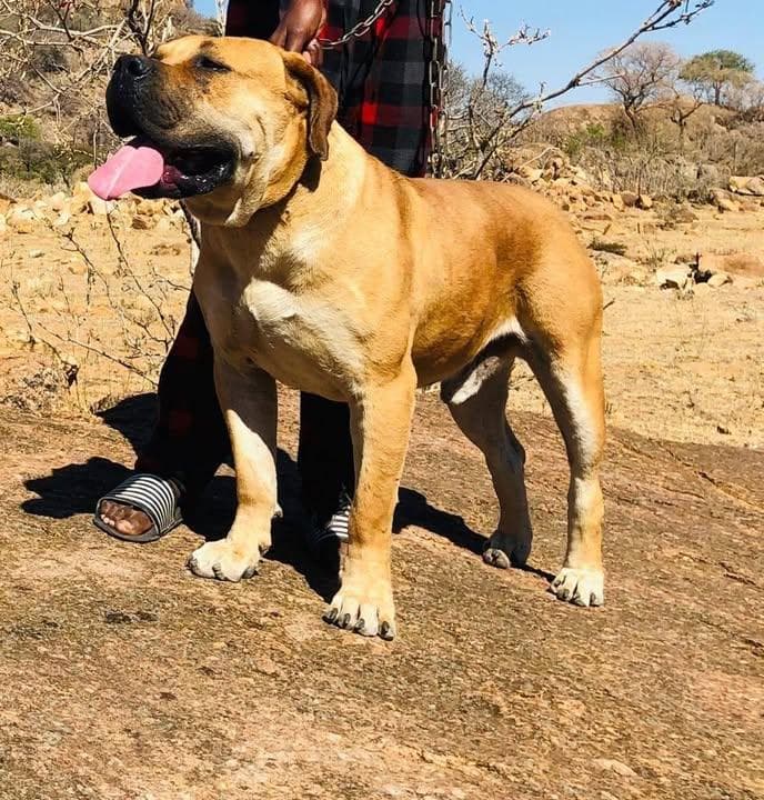Davies-Whites Boerboel Kennel profile photo