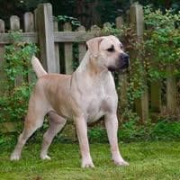 Dekken Boerboels profile photo