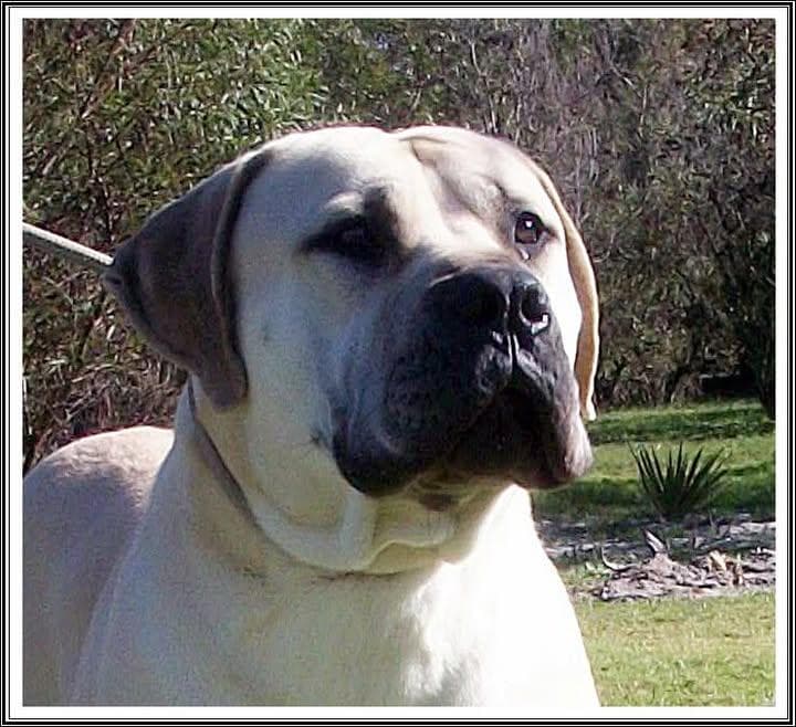 Delatro Kennels profile photo
