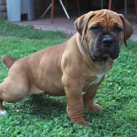 Deo-Han Boerboel profile photo