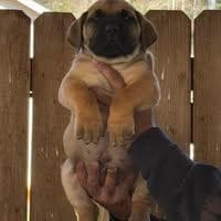 Diamondz In Tha Rough Kennels LLC profile photo