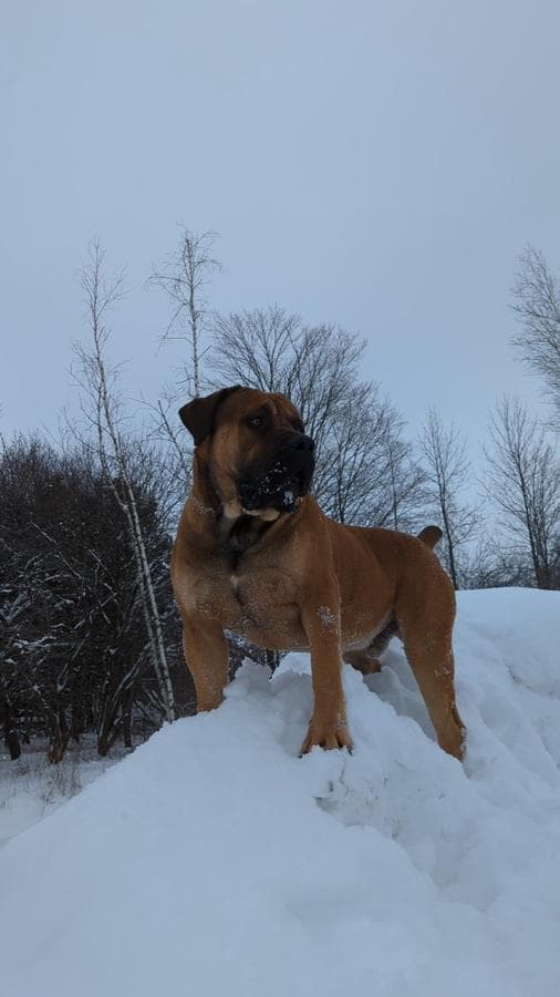 Distinguished Boerboels profile photo