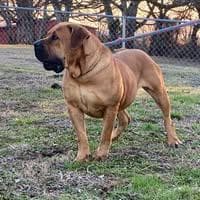 Dynasty Blue Ridge Boerboels profile photo