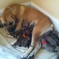 Epic Boerboels profile photo