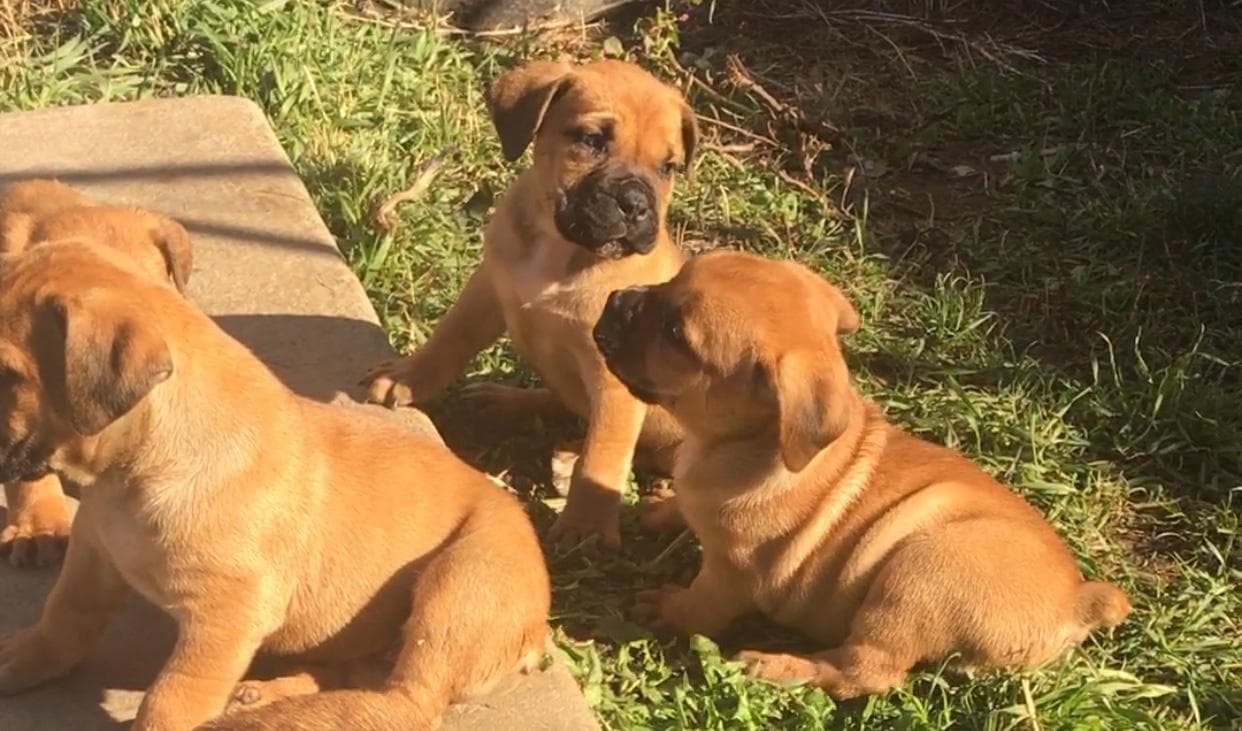Evergreen Boerboels profile photo