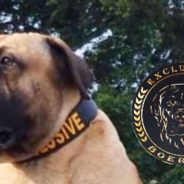 Exclusive Boerboel profile photo