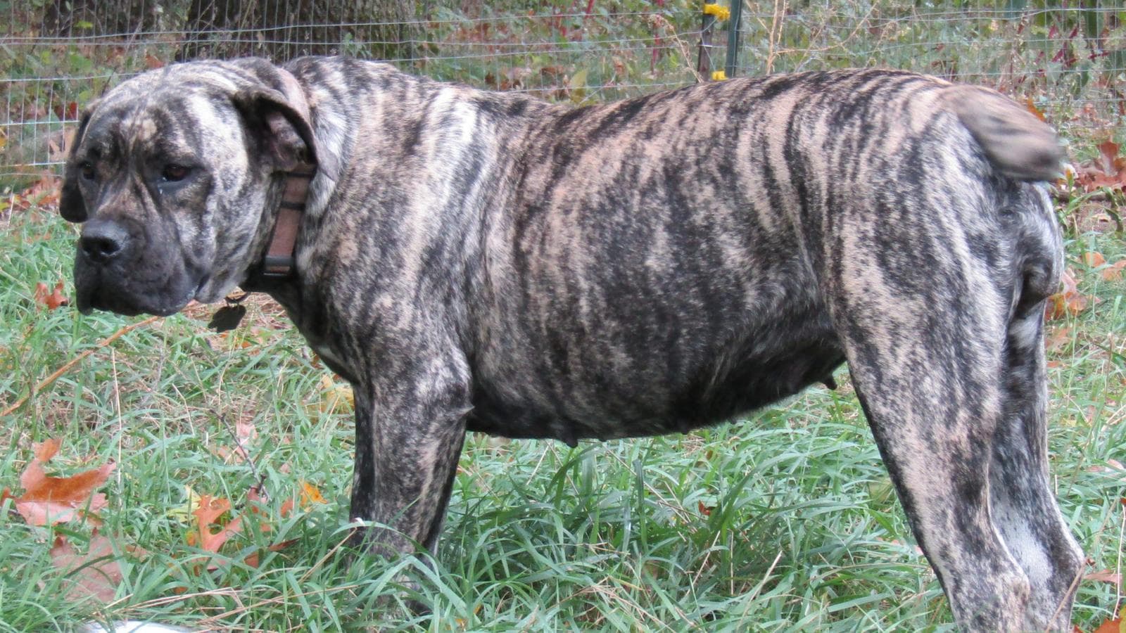 Flanders Kennels LLC profile photo