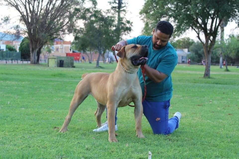 GT Boela Boerboels profile photo