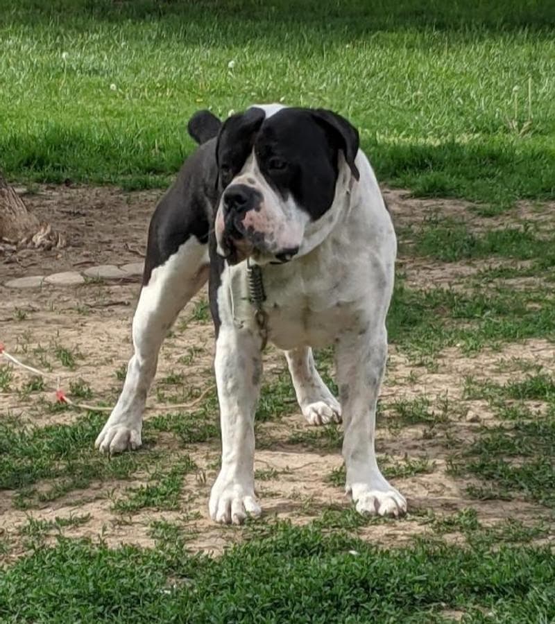Hilltop Boerboels profile photo