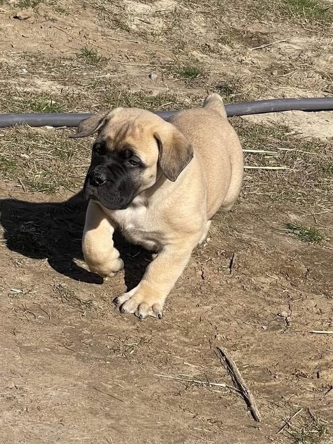 Impetus Boerboels profile photo