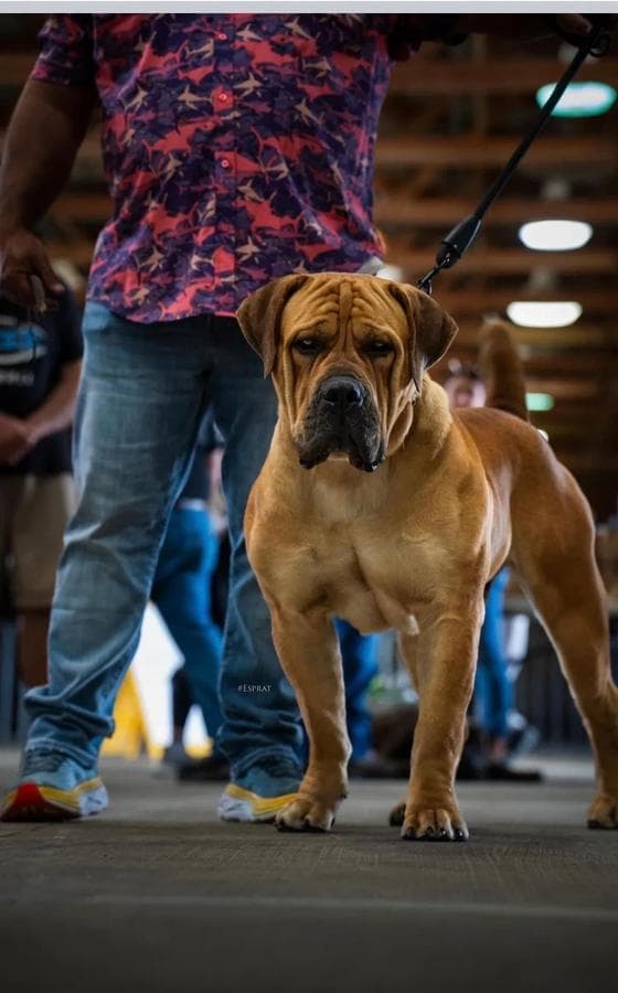 Indian Ridge Boerboels profile photo