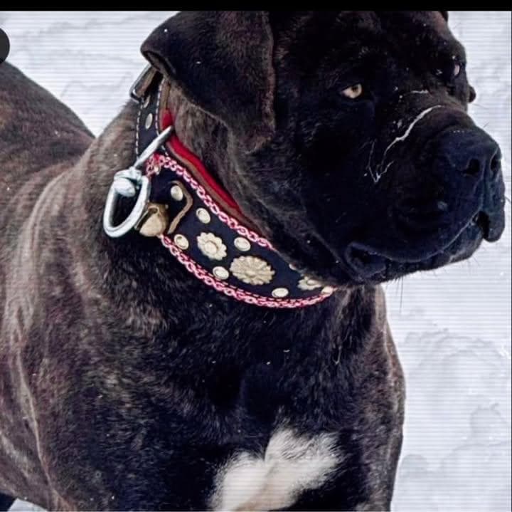 Inkosi Boerboels profile photo