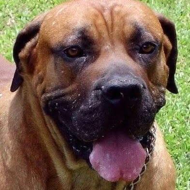 JABO Boerboel Breeders profile photo