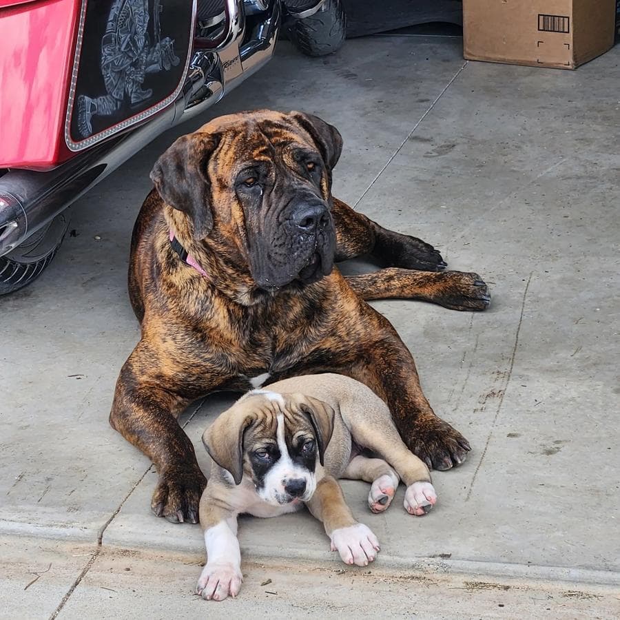 KBZ Kennels profile photo