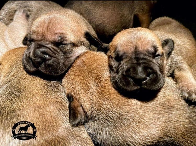 Kentucky Bluegrass Boerboels profile photo