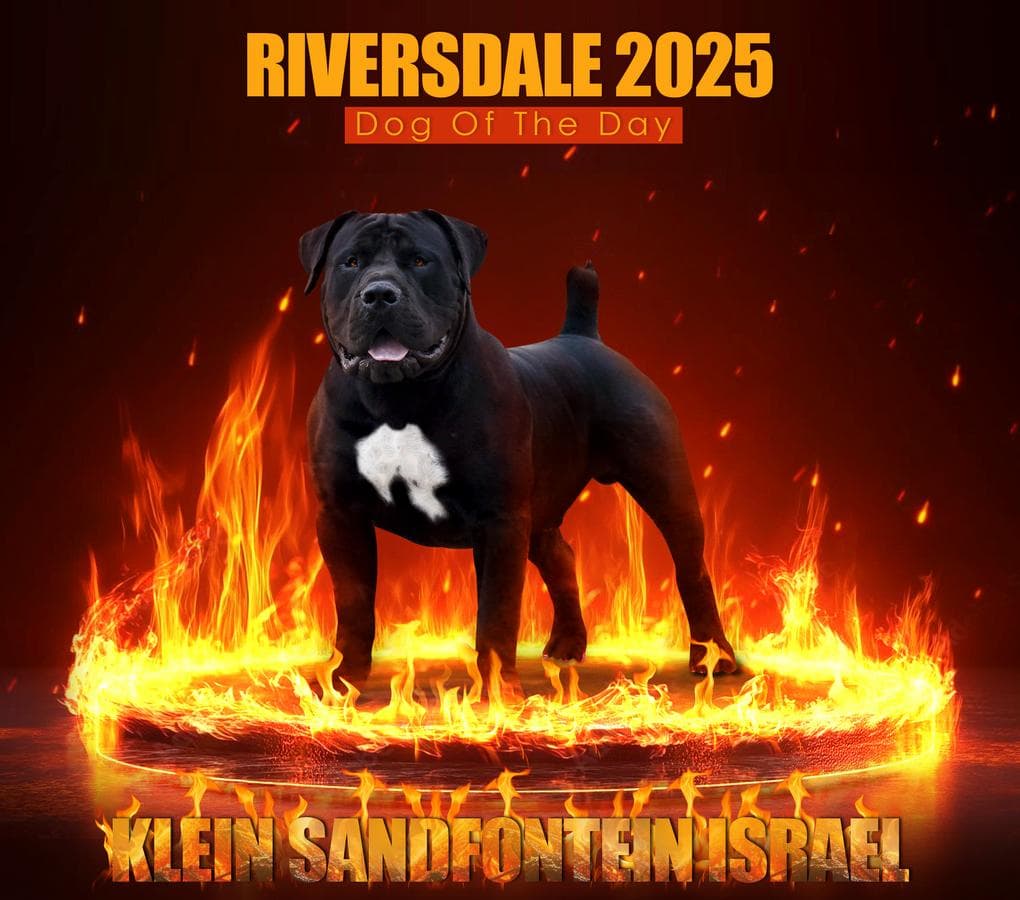 Klein Sandfontein Boerboels profile photo
