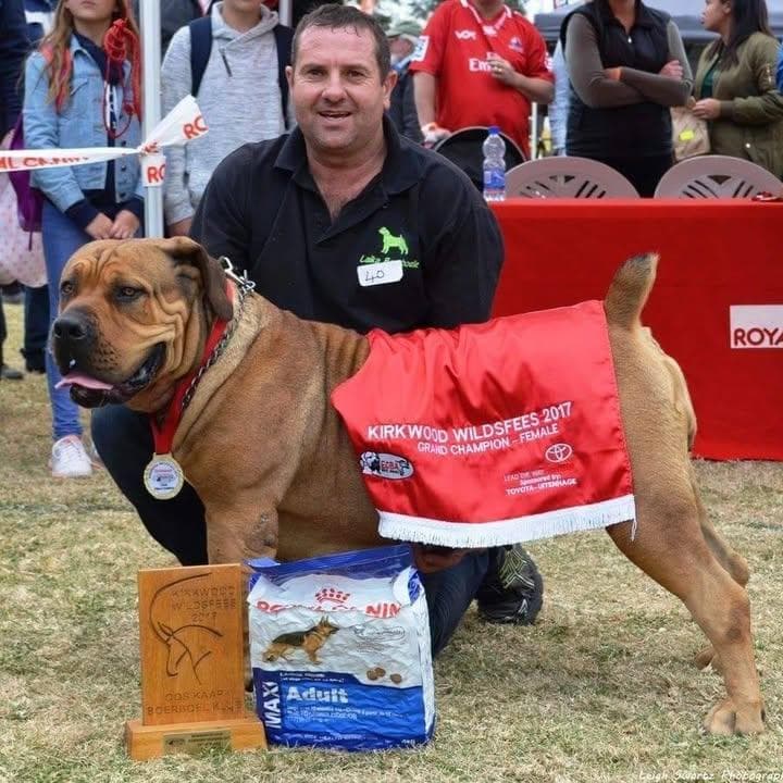 Laika Boerboele profile photo