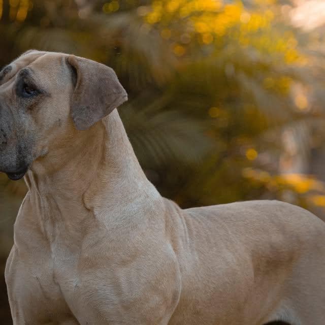 Lar Dos Guardiões profile photo