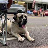 Lions Pride Kennels profile photo