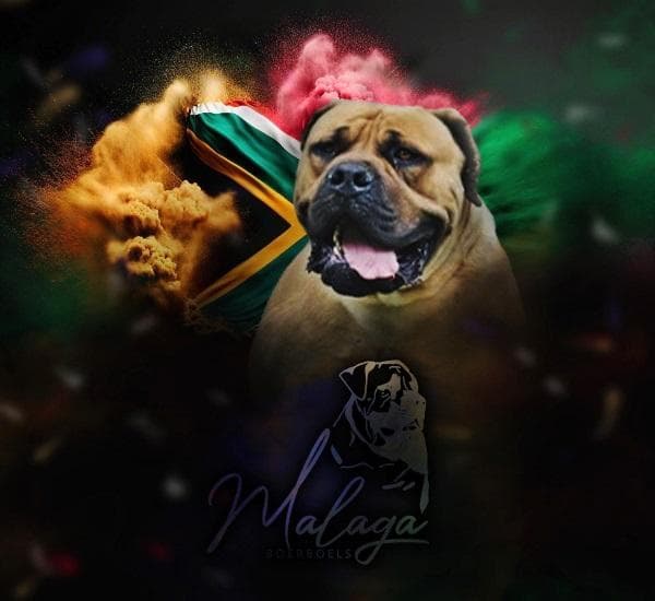 Málaga Boerboels profile photo