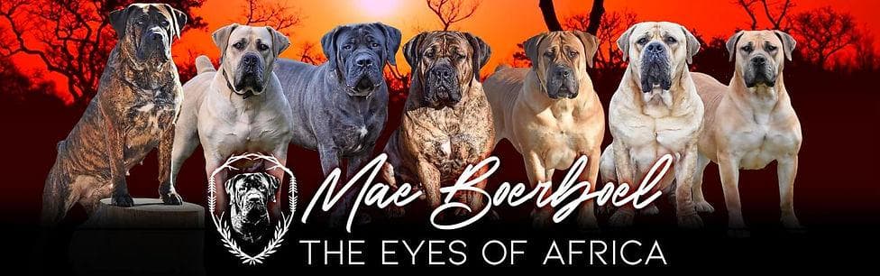 Mae Boerboel profile photo