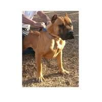 Maravillas South African Boerboels profile photo