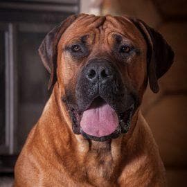 Mascot Millenium Boerboel Kennel profile photo