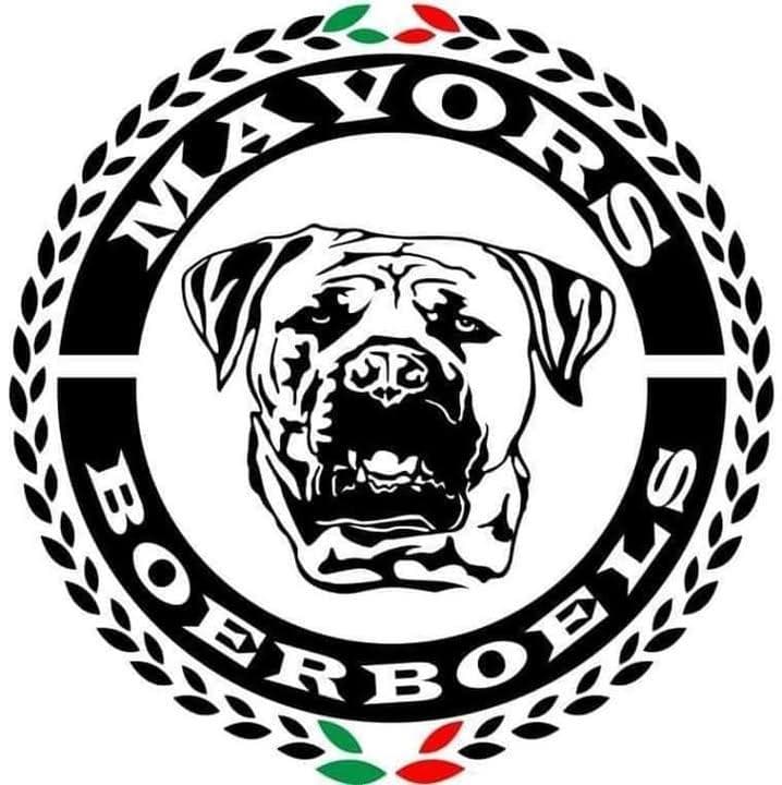 Mavors Boerboels profile photo