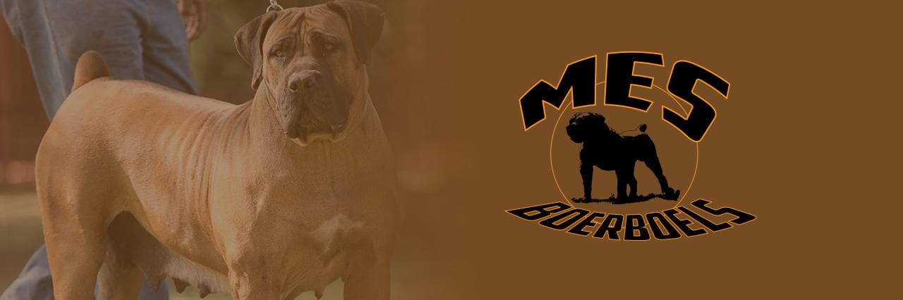 MES Boerboels profile photo