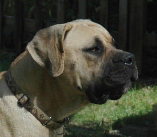 Oak View Boerboel profile photo