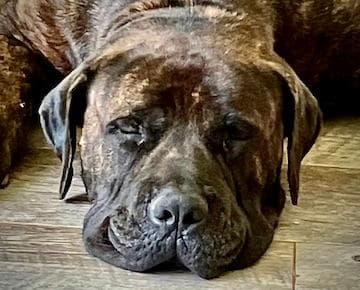 OK Boerboels profile photo