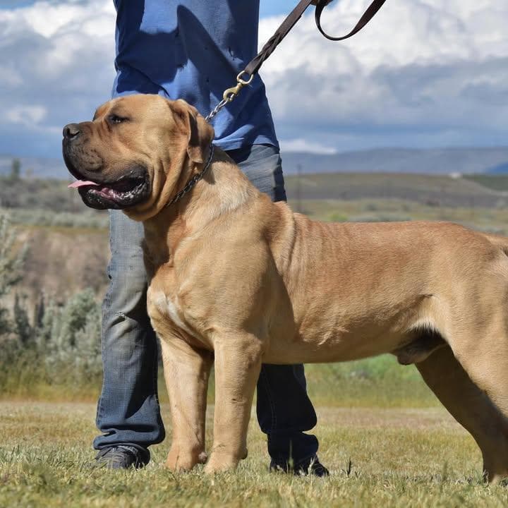 Outlaw Boerboels profile photo